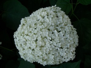 Snowball hydrangeas are my absolute favorite. I look forward to these blooming every year. 